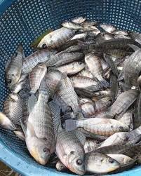 Alevins de Tilapia (100 unités)