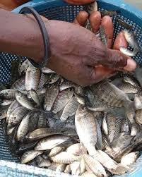 Juvéniles de Poisson-Chat (50 unités)